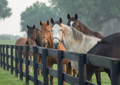 Agricultural Horse Fencing built by Circle W Fence Solutions serving Tennessee and Kentucky
