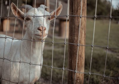 Agricultural Goat & Sheep Fencing built by Circle W Fence Solutions serving Tennessee and Kentucky