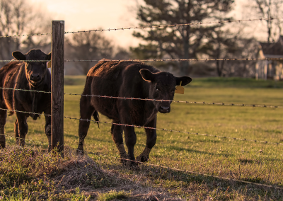 Agricultural Cattle Fencing built by Circle W Fence Solutions serving Tennessee and Kentucky