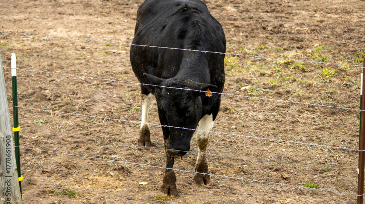Why Agricultural Barbed Wire Fencing is smart. Circle W Fence Solutions, serving Tennessee and Kentucky